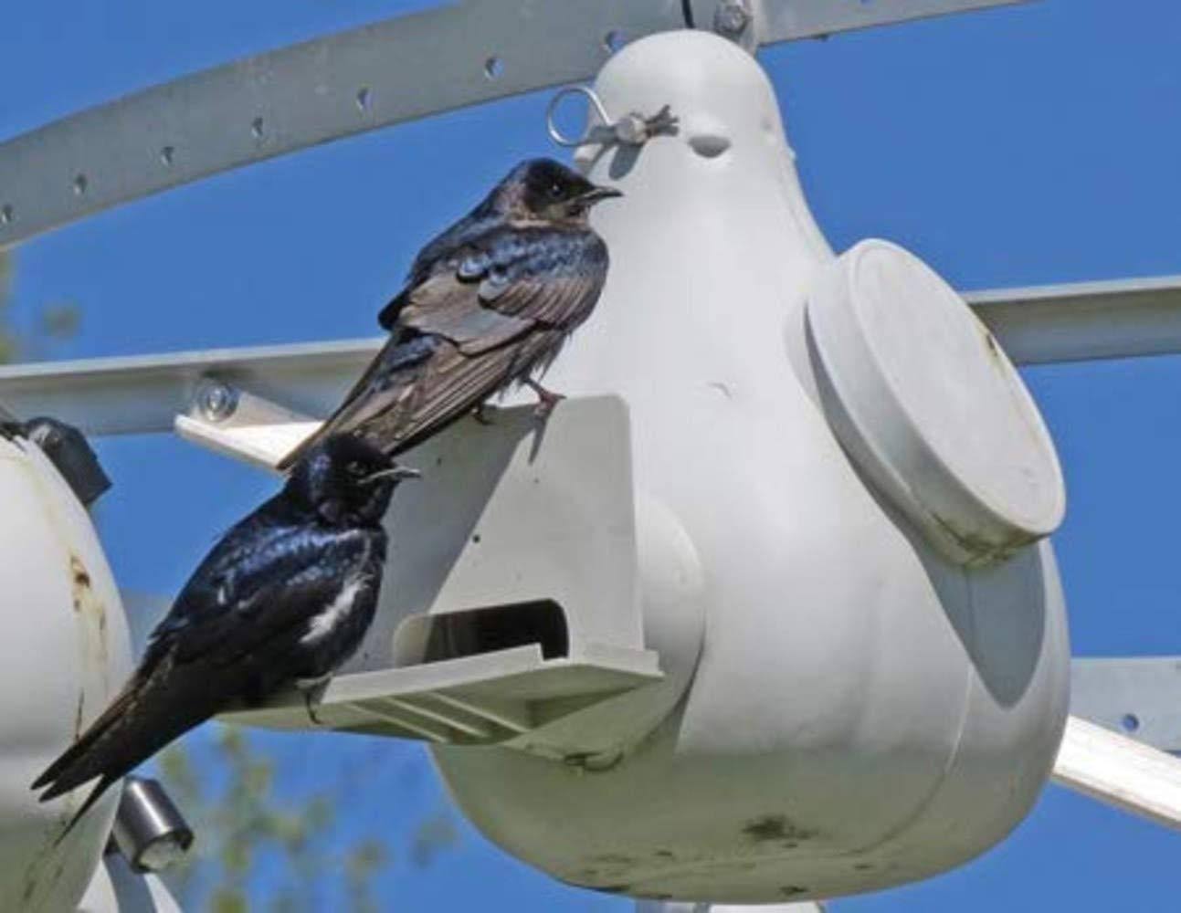 Purple Martin Vertical Gourd Bird House for Outside W79020