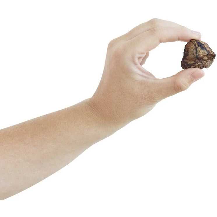Dehydrated Beef Lung Dog Treats S904148
