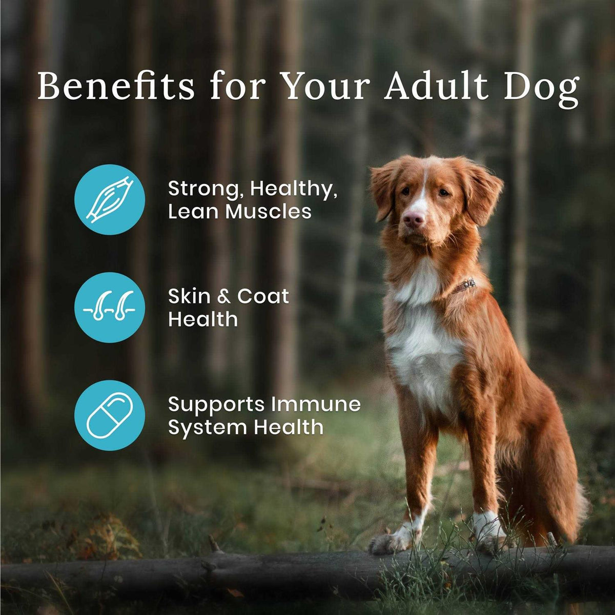 Wilderness Dog Food C661306