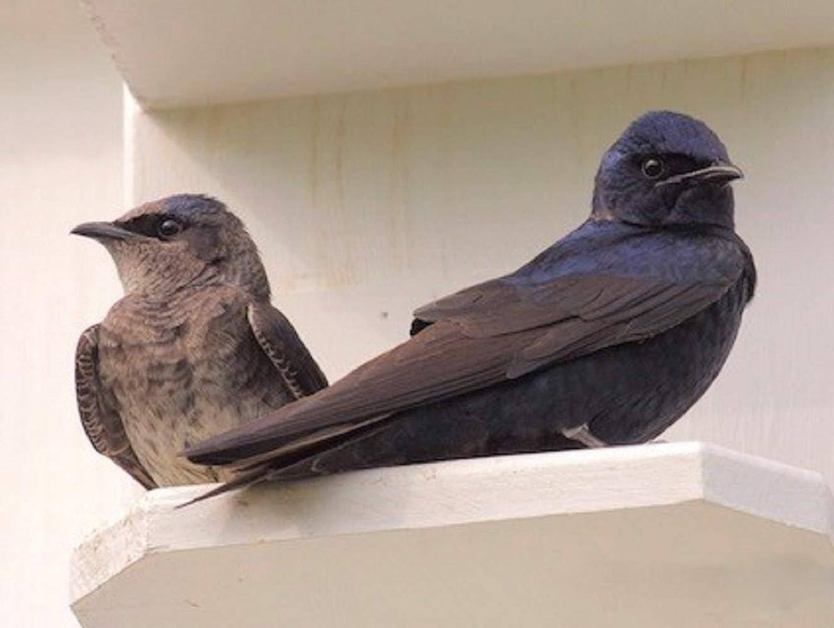 Purple Martin Vertical Gourd Bird House for Outside W79020