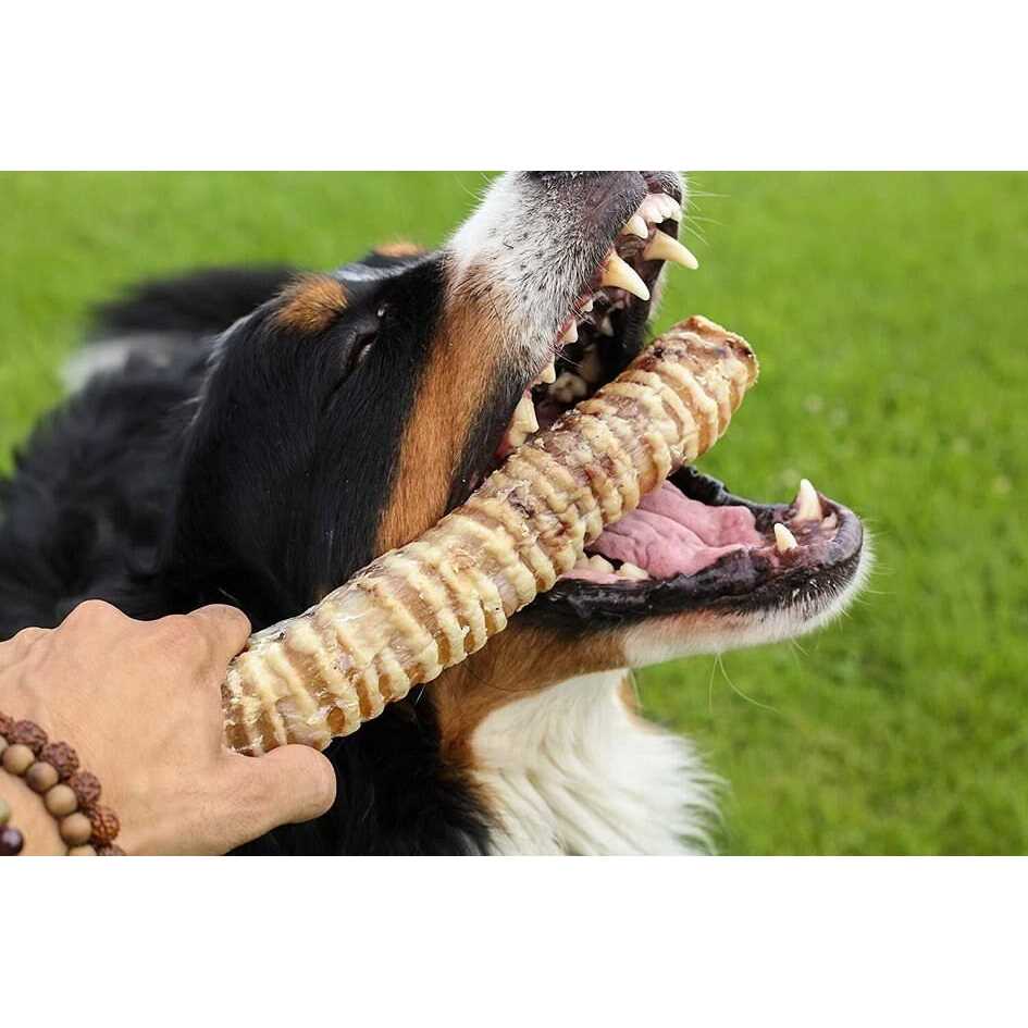 Beef Trachea Dog Treats for Dogs R939