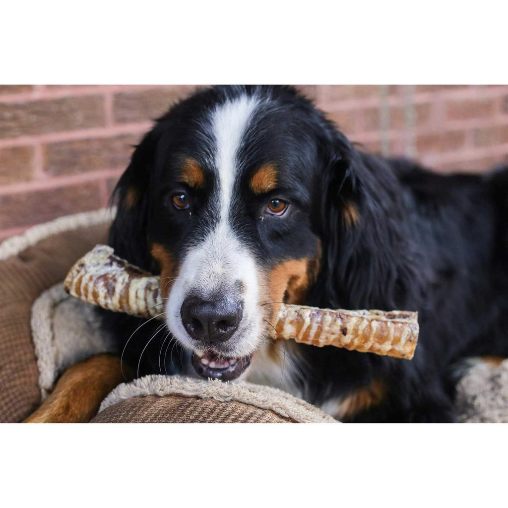 Beef Trachea Dog Treats for Dogs R939