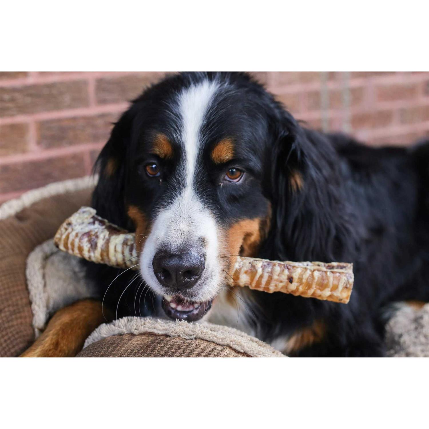 Beef Trachea Dog Treats for Dogs R939