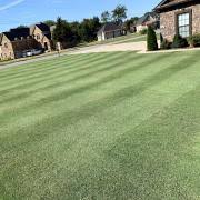 Outsidepride Yukon Bermuda Grass Seed - 10 lbs