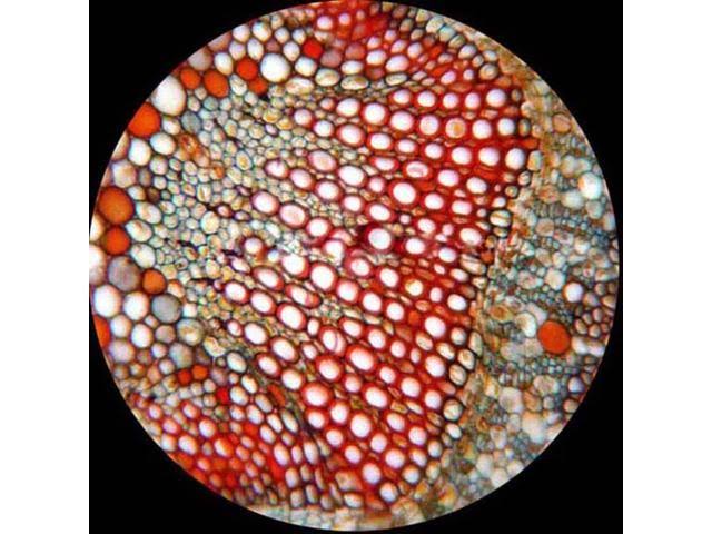 Binocular Biological Compound Microscope, 40X-2000X LED Z34733